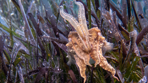 Photo of Common cuttlefish (Sepia officinalis)