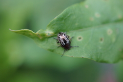 Zygogramma piceicollis