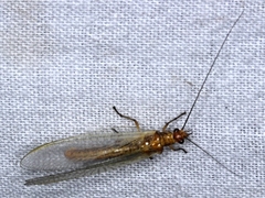 Dictyochrysa fulva