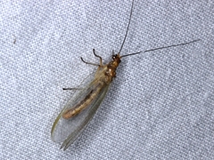 Dictyochrysa fulva