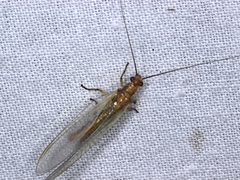 Dictyochrysa fulva