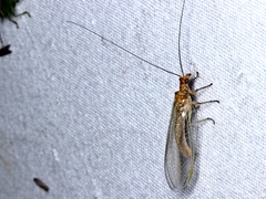 Dictyochrysa fulva