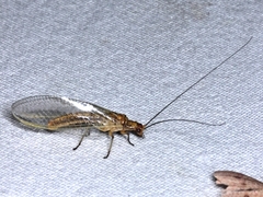 Dictyochrysa fulva