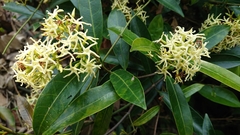 Anodendron affine