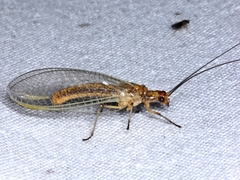 Dictyochrysa fulva