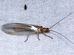 Dictyochrysa fulva