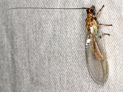 Dictyochrysa fulva