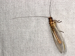 Dictyochrysa fulva