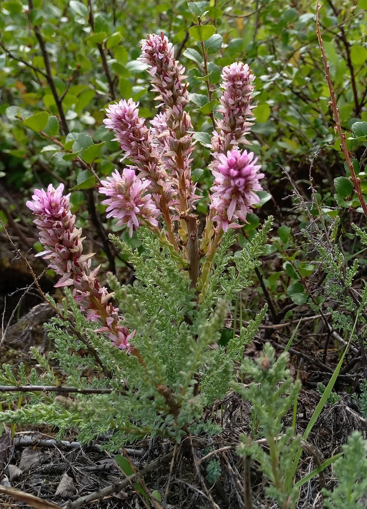 Myricaria squamosa