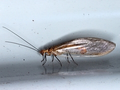 Stenolysmus extraneus