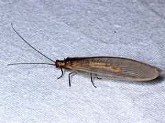 Stenolysmus extraneus
