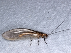 Stenolysmus extraneus