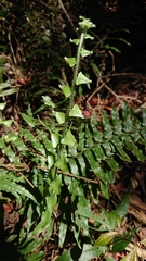 Microlepia hookeriana