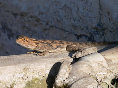 Agama aculeata