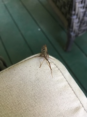 Nemotaulius hostilis