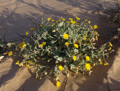 Launaea angustifolia