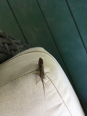 Nemotaulius hostilis