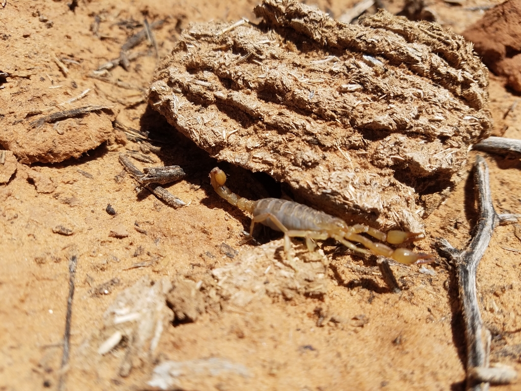 Lesser Stripetail Scorpion