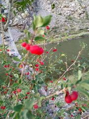 Lonicera microphylla