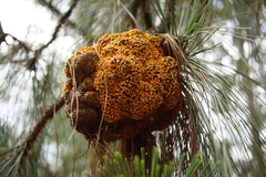 Cronartium conigenum