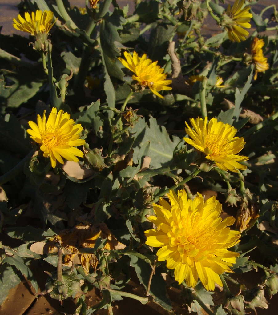Launaea angustifolia