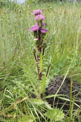 Cirsium acaule esculentum