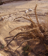 Hyoscyamus desertorum