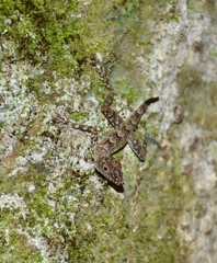 Anolis argenteolus