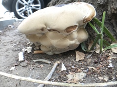 Polyporales