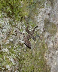 Anolis argenteolus