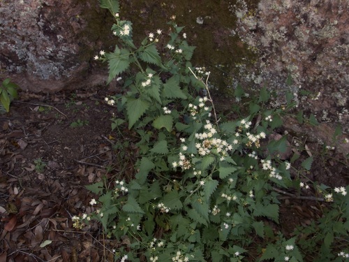 Image of Fleischmannia sonorae by (c) Sue Carnahan, some rights reserved (CC BY)