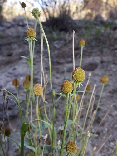 Image of Helenium thurberi by (c) Sue Carnahan, some rights reserved (CC BY)