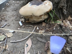 Polyporales