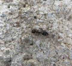 Trichomyrmex mayri