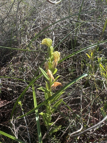 Image of Pterostylis vittata by (c) Cait, some rights reserved (CC BY)