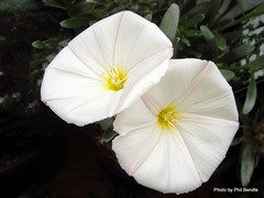 Convolvulus cneorum