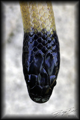 Tantilla cucullata
