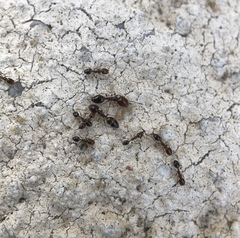 Trichomyrmex mayri