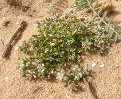 Polycarpon succulentum