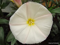 Convolvulus cneorum