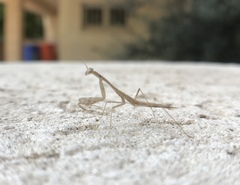 Mantodea