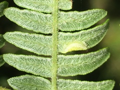 Dasineura pteridicola