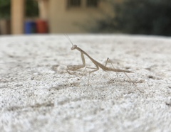Mantodea