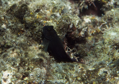 Cirripectes stigmaticus