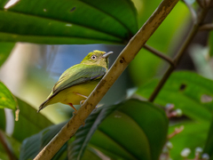 Golden-Crowned Manakin photo 2