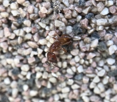 Camponotus