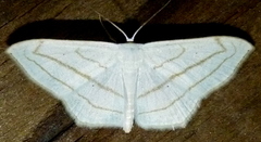 Scopula ordinata