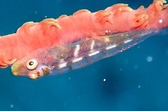 Bryaninops