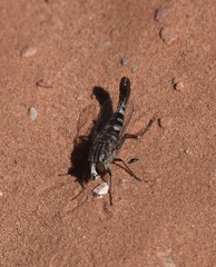 Apiocera