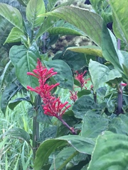 Odontonema cuspidatum